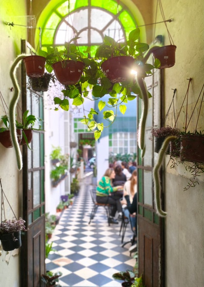 VIVERO CAFÉ BEGONIA