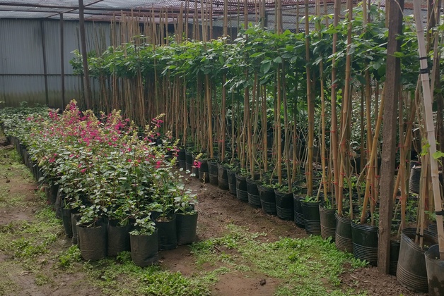 VIVERO JUNCO
