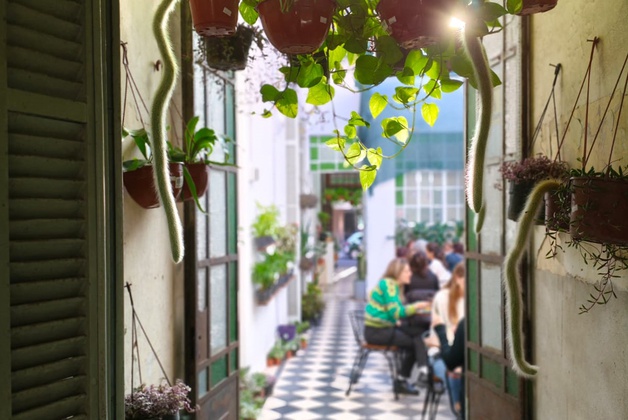 VIVERO CAFÉ BEGONIA